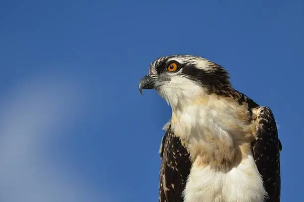 Photo of Young Osprey headshot