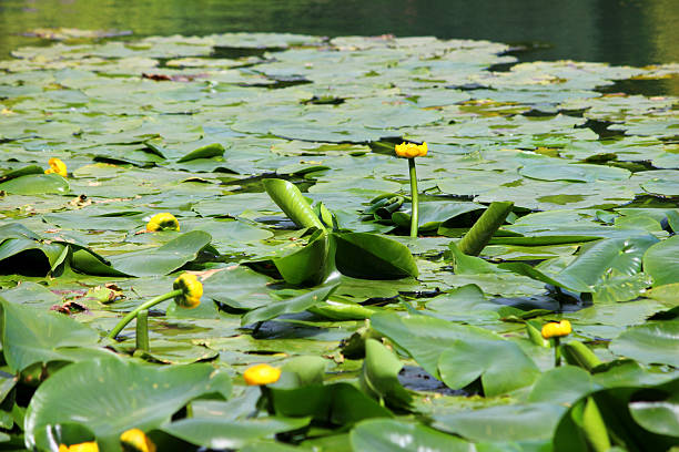 Image of yellow water lily flowers / spatterdock / cow lily (Nuphar-lutea) Photo showing a group of yellow water lily flowers, growing in a large garden pond. These flowers are not typical water lilies, as the flowers appear more like a bud than an actually bloom, while the leaves are more oval in shape. This extremely invasive plant is most commonly known as the bullhead lily, spatterdock, water shield or cow lily. junsai water shield stock pictures, royalty-free photos & images