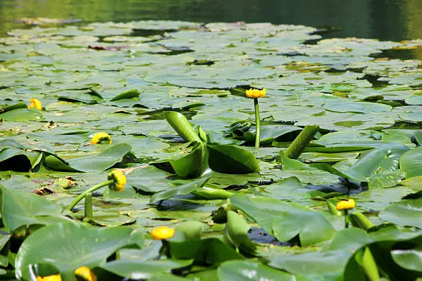 Photo showing a group of yellow water lily flowers, growing in a large garden pond.  These flowers are not typical water lilies, as the flowers appear more like a bud than an actually bloom, while the leaves are more oval in shape.  This extremely invasive plant is most commonly known as the bullhead lily, spatterdock, water shield or cow lily.