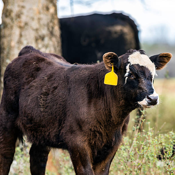 istock Crossbred black and white calf 504782218