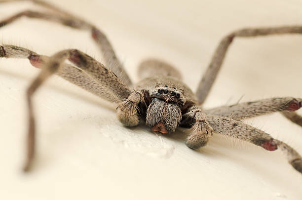 istock Close-up of Australian Huntsman Spider 504782234