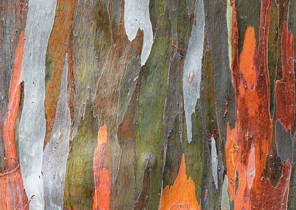 istock Wooden texture. Close-up view of Crimean pine tree. 504782251
