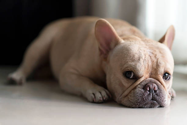 istock French bulldog laying on floor and looking 504782526