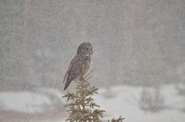 istock Great Grey Owl perched in a winter storm 504782596