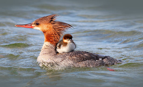 merganser anatra con baby duckling - mergini foto e immagini stock