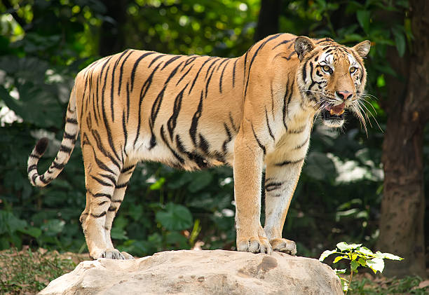 istock tiger in its natural habitat 504783164