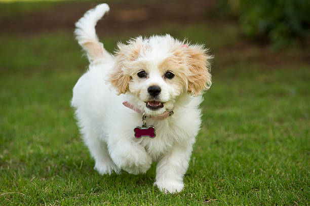 Cavachon Puppy Mixed Breed stock photo