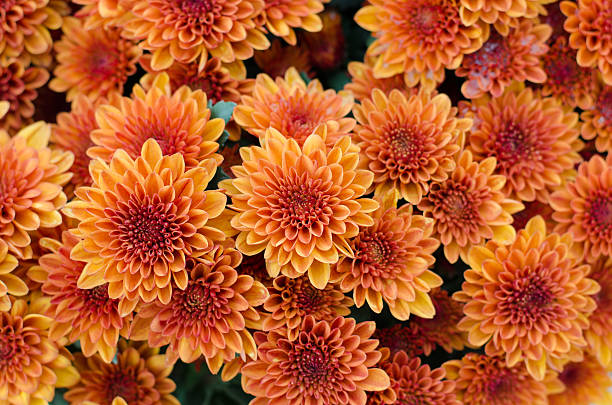 istock beautiful orange chrysanthemum background 504783516