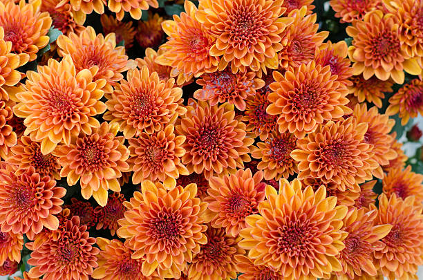 istock beautiful orange chrysanthemum background 504783738
