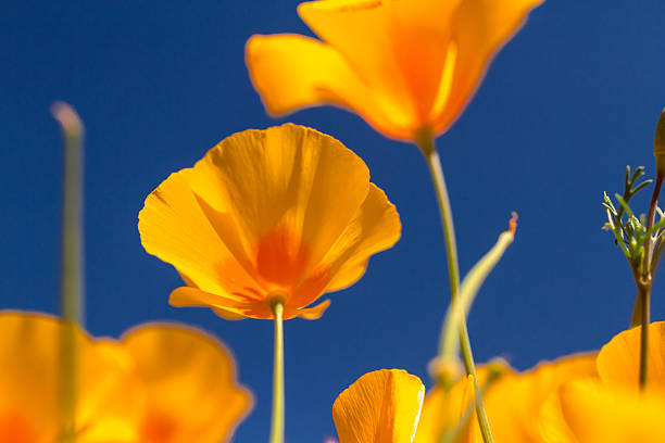 istock Mexican Yellow Poppies 504783753