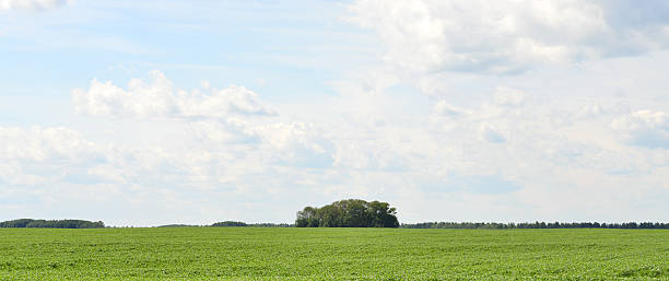 istock Green field and blue sky 504783861