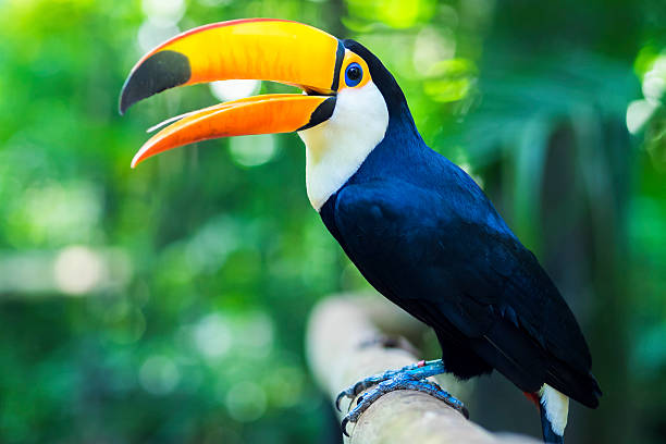 Exotic Toucan Bird in Natural Setting, Foz do Iguacu, Brazil Exotic toucan bird in natural setting in Foz do Iguacu, Brazil. endangered species stock pictures, royalty-free photos & images
