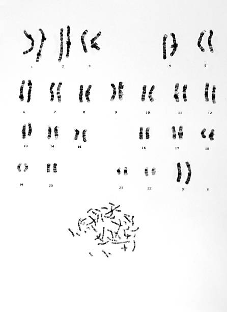 Human Chromosomes Human Chromosomes chromosome photos stock pictures, royalty-free photos & images