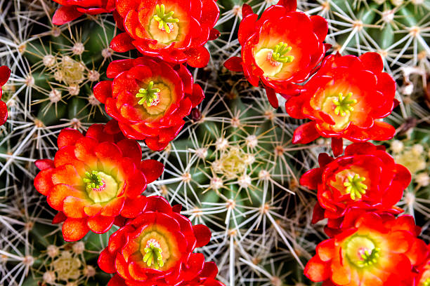 istock Blooming barrel cactus with red blooms 504784223