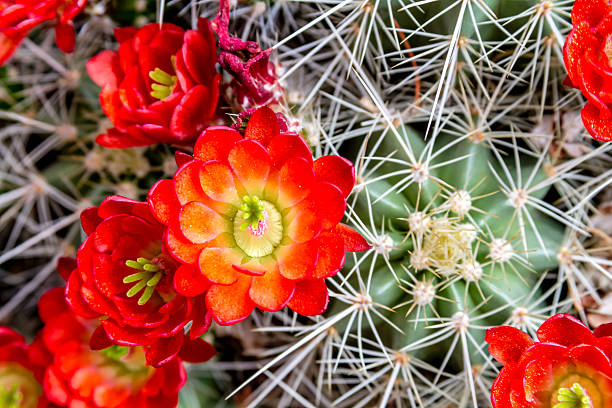 istock Blooming barrel cactus with red blooms 504784235