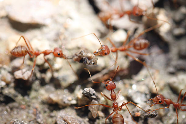 istock Ants are looking for food. 504784247