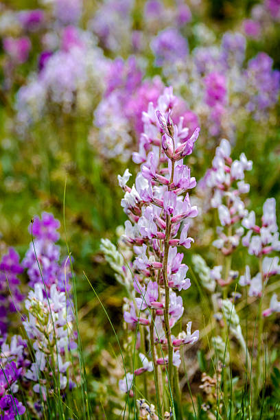 istock Colorado Mountain Wildflowers 504784447