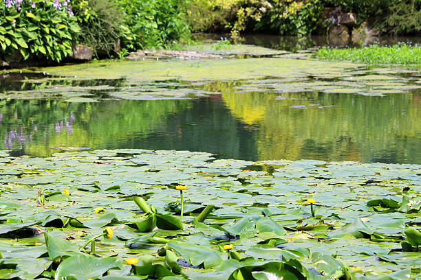 Image of yellow water lily flowers / spatterdock / cow lily (Nuphar-lutea) Photo showing a group of yellow water lily flowers, growing in a large garden pond. These flowers are not typical water lilies, as the flowers appear more like a bud than an actually bloom, while the leaves are more oval in shape. This extremely invasive plant is most commonly known as the bullhead lily, spatterdock, water shield or cow lily. junsai water shield stock pictures, royalty-free photos & images