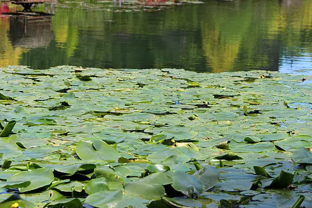 Photo showing a group of yellow water lily flowers, growing in a large garden pond.  These flowers are not typical water lilies, as the flowers appear more like a bud than an actually bloom, while the leaves are more oval in shape.  This extremely invasive plant is most commonly known as the bullhead lily, spatterdock, water shield or cow lily.