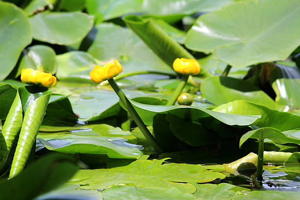 Image of yellow water lily flowers / spatterdock / cow lily (Nuphar-lutea) Photo showing a group of yellow water lily flowers, growing in a large garden pond. These flowers are not typical water lilies, as the flowers appear more like a bud than an actually bloom, while the leaves are more oval in shape. This extremely invasive plant is most commonly known as the bullhead lily, spatterdock, water shield or cow lily. junsai water shield stock pictures, royalty-free photos & images