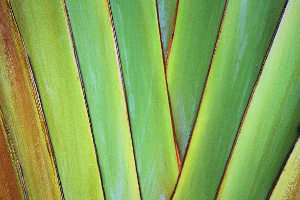 istock Pattern of the traveler's palm branches 504784926