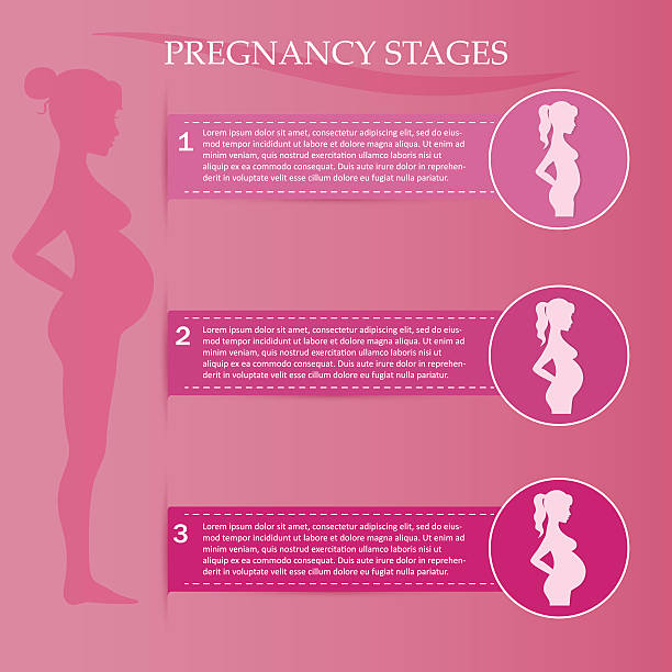 10+ First Trimester Pregnancy Stock Illustrations, Royalty-Free