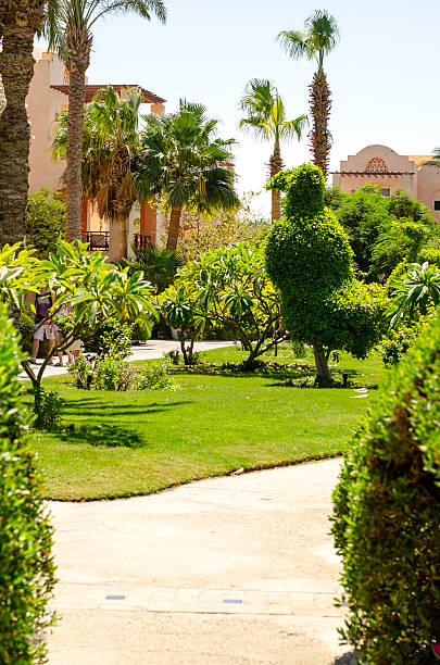 istock Trees, shrubs and plants in tropical park. 504785052