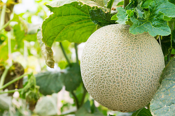 istock Melon fruit in greenhouse 504785434