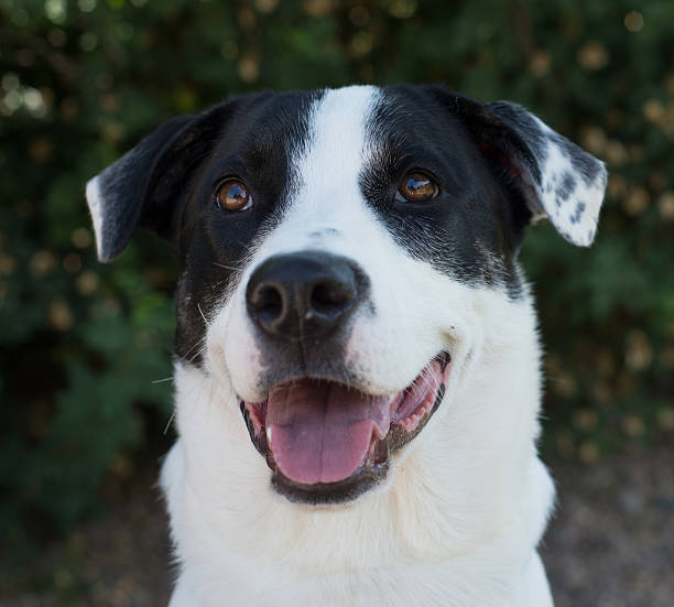 istock Dog portait in natural light 504785509