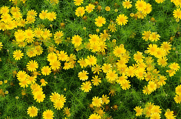 istock Dahlberg Daisy blooming in garden 504785544