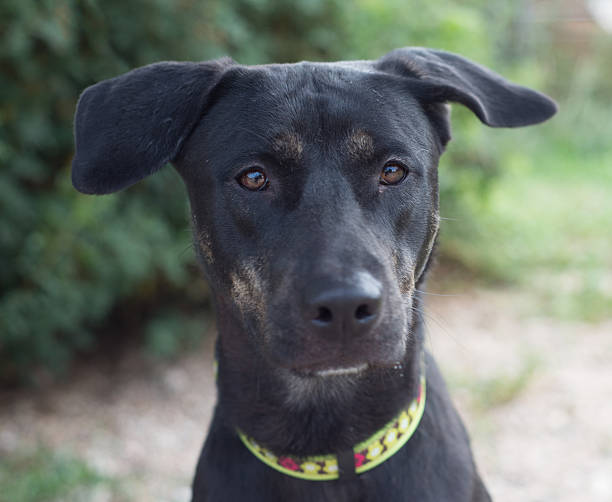 istock Dog portait in natural light 504785559