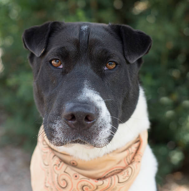 istock Dog portait in natural light 504785597