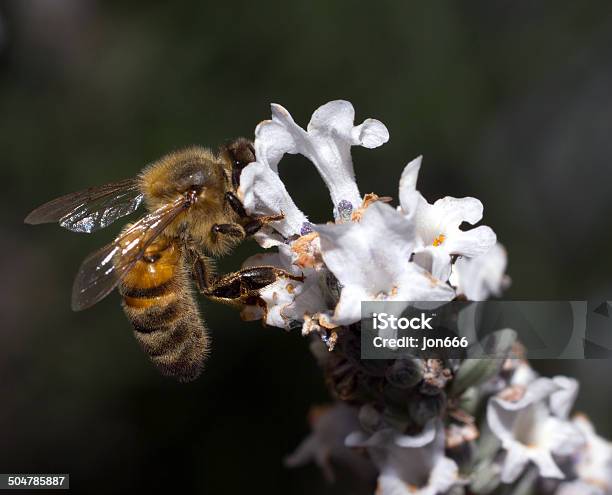 Photo libre de droit de Abeille Sur La Lavande banque d'images et plus d'images libres de droit de Abeille - Abeille, Abeille menuisière, Agrandissement à la loupe