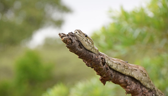 South African Python in a tree