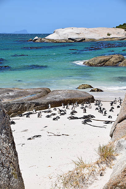 istock Boulders Beach, South Africa (Penguin Beach) 504786052
