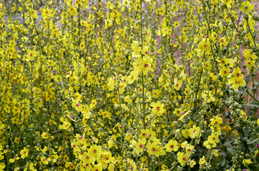 yellow flowers of Verbascum nigrum (dark mullein)