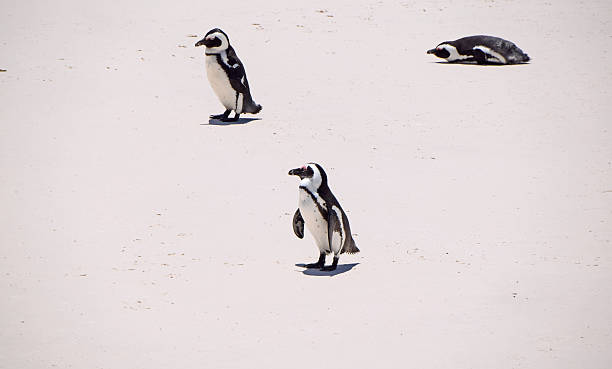 istock Penguins at Boulders Beach, South Africa (Penguin Beach) 504786434