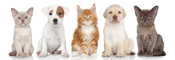 istock Group of small kitten and puppies 504787205