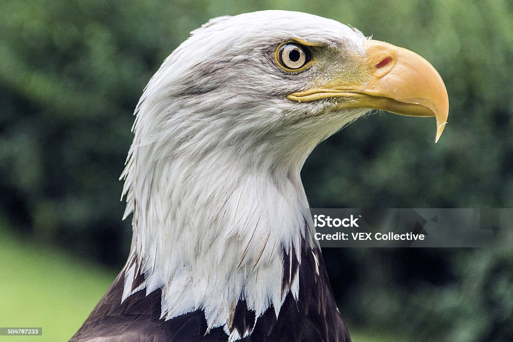 American Eagle - Foto de stock de Al lado de libre de derechos