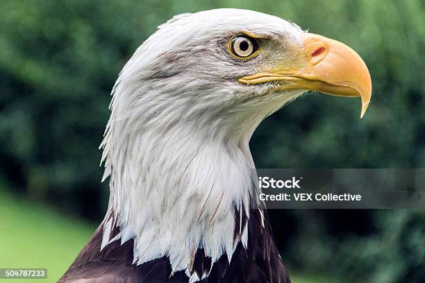 American Eagle Foto de stock y más banco de imágenes de Al lado de - Al lado de, Ala de animal, Alas desplegadas