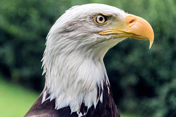 American Eagle Stock Photo - Download Image Now - Patriotism, USA, American  Culture - iStock