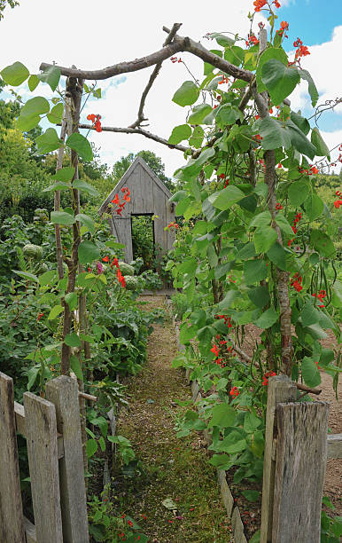 istock Traditional Vegetable and Fruit Garden in a typical Devon village 504787287
