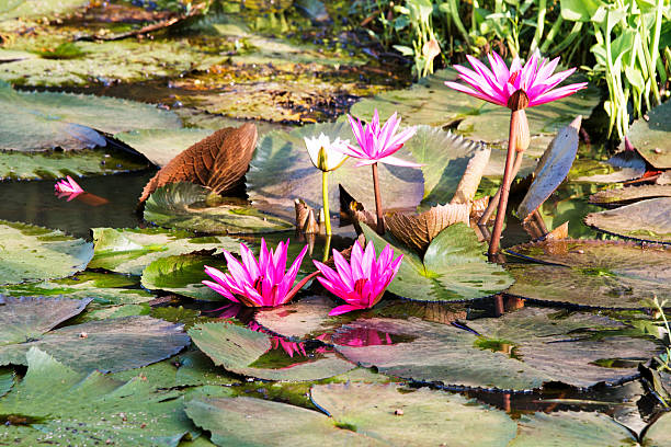 istock Lotus flowers. 504787317