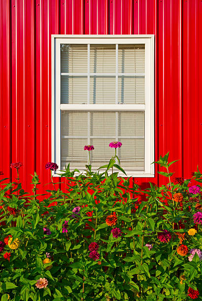 istock Zinnias in Front of a Red Barn 504788267