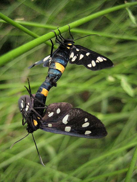 istock Close up of two polka dotted insects mating 504788727
