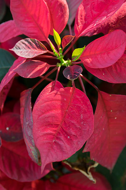 istock christmas flowers 504789000