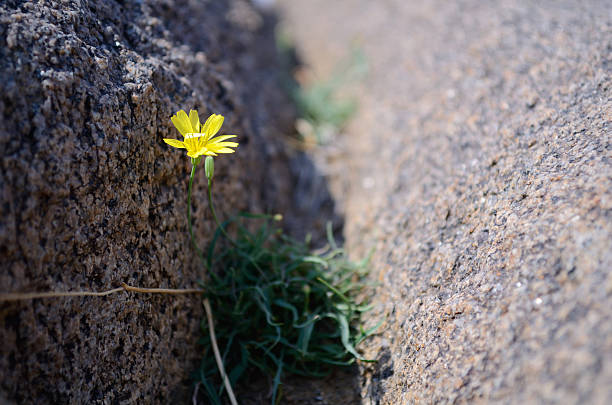 istock Wildflowers in a rock crevice 504789476