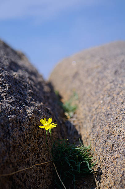 istock Wildflowers in a rock crevice 504789508