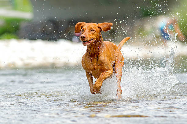 istock Vizsla hunting 504790166
