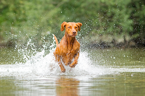 Vizsla dog running in water.